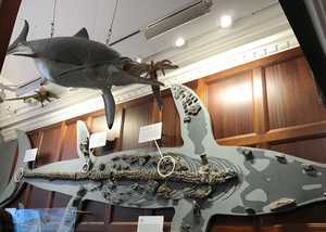 The Lyme Regis Museum