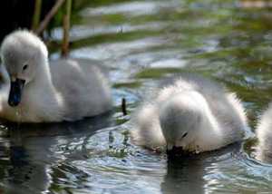 Abbotsbury Swannery, Tropical Gardens & Children’s Barn