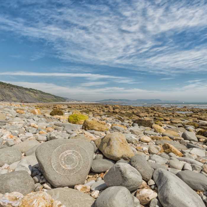 fossil beach in Lyme
