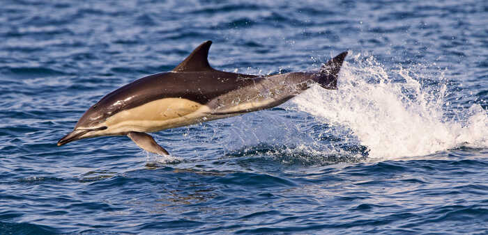 dolphin in english channel