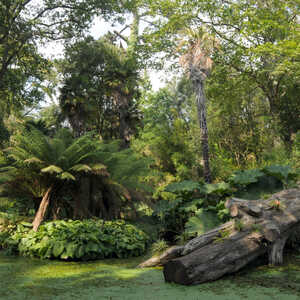 abbotsbury subtropical gardens