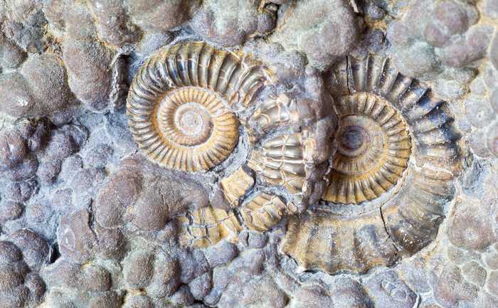 fossils in Lyme Regis